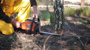 Best Tree Removal  in Shelley, ID