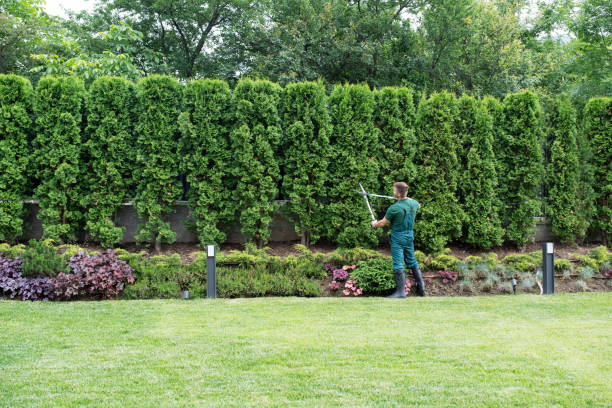  Shelley, ID Tree Services Pros