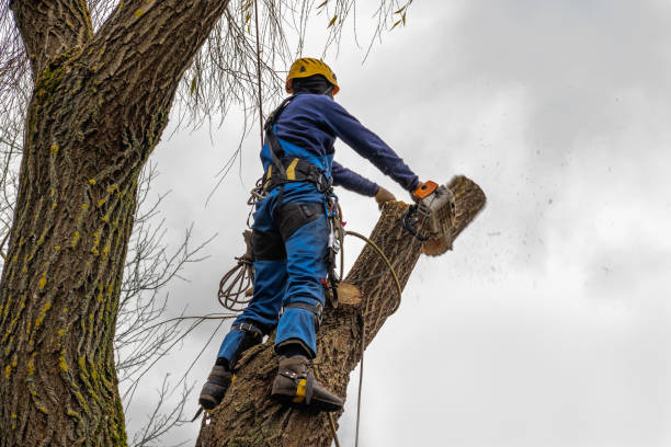 Best Tree Maintenance Programs  in Shelley, ID